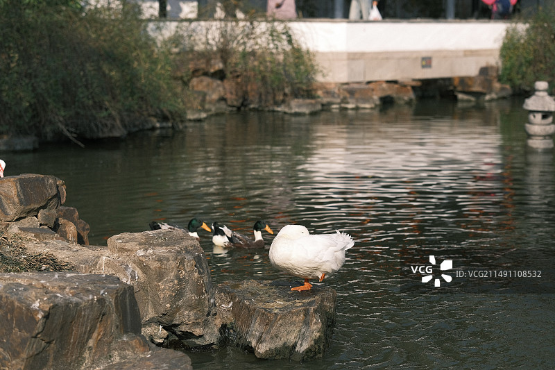 中式园林里的动物图片素材