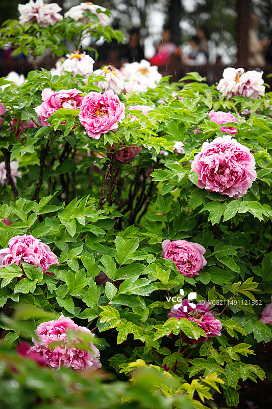 菏泽曹州牡丹园图片素材