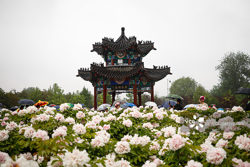 菏泽曹州牡丹园图片素材