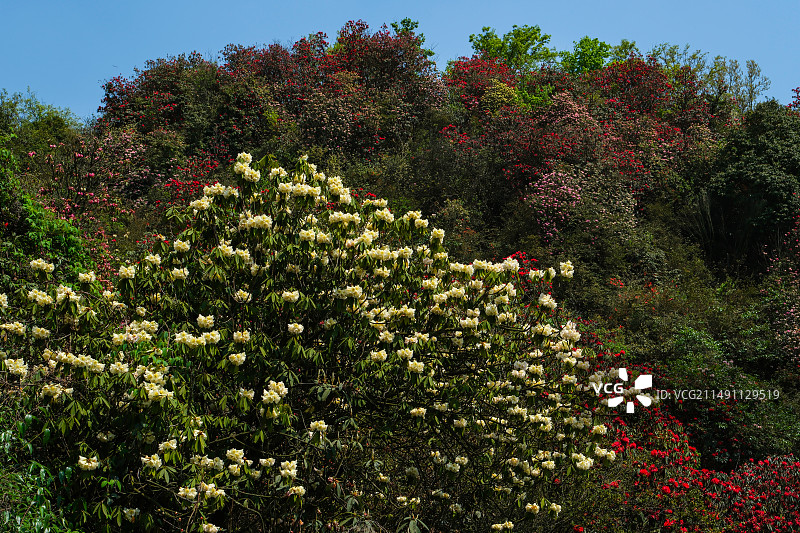 百里杜鹃景区，地球彩带，国家五A级景区，中国贵州毕节大方百里杜鹃景区，杜鹃花海，百里杜鹃金坡景区图片素材