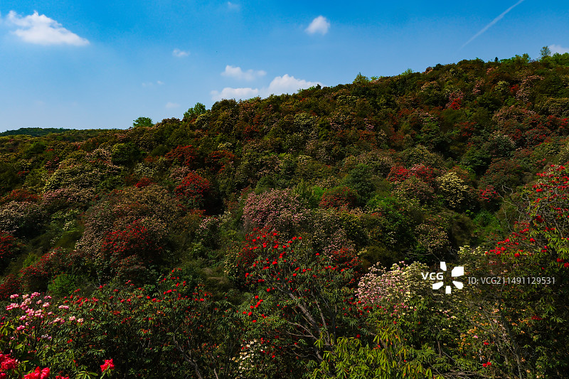 百里杜鹃景区，地球彩带，国家五A级景区，中国贵州毕节大方百里杜鹃景区，杜鹃花海，百里杜鹃金坡景区图片素材