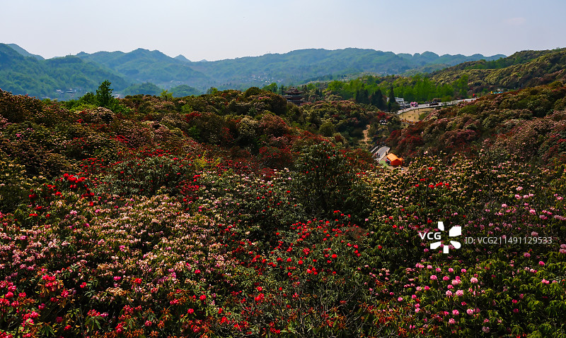 百里杜鹃景区，地球彩带，国家五A级景区，中国贵州毕节大方百里杜鹃景区，杜鹃花海，百里杜鹃金坡景区图片素材
