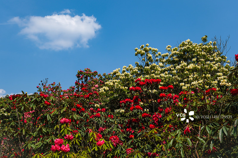 百里杜鹃景区，地球彩带，国家五A级景区，中国贵州毕节大方百里杜鹃景区，杜鹃花海，百里杜鹃金坡景区图片素材