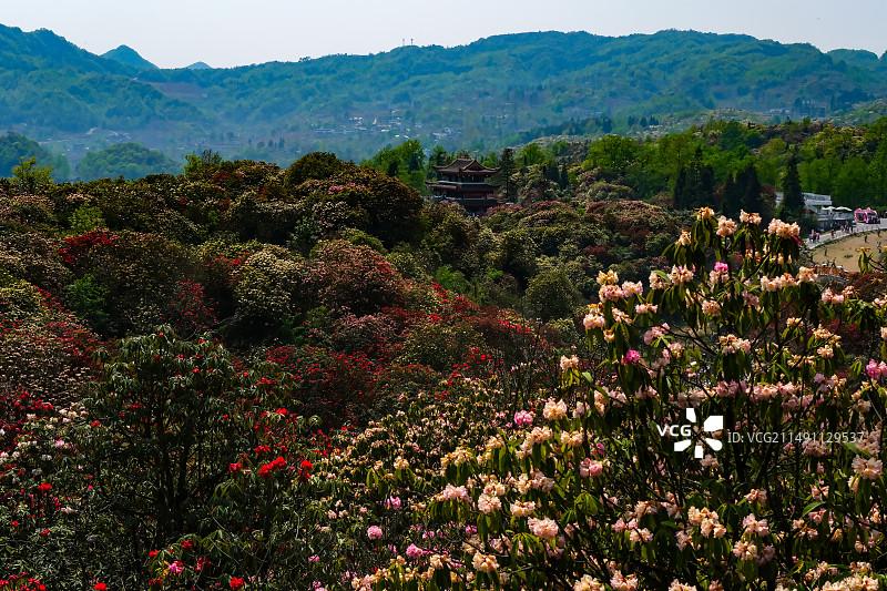 百里杜鹃景区，地球彩带，国家五A级景区，中国贵州毕节大方百里杜鹃景区，杜鹃花海，百里杜鹃金坡景区图片素材