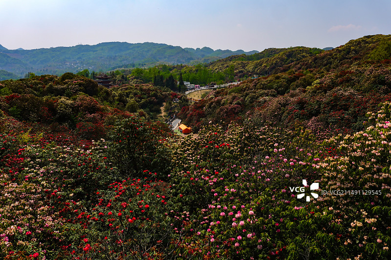 百里杜鹃景区，地球彩带，国家五A级景区，中国贵州毕节大方百里杜鹃景区，杜鹃花海，百里杜鹃金坡景区图片素材