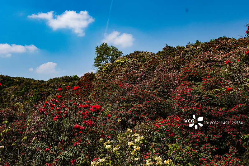 百里杜鹃景区，地球彩带，国家五A级景区，中国贵州毕节大方百里杜鹃景区，杜鹃花海，百里杜鹃金坡景区图片素材