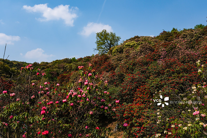 百里杜鹃景区，地球彩带，国家五A级景区，中国贵州毕节大方百里杜鹃景区，杜鹃花海，百里杜鹃金坡景区图片素材