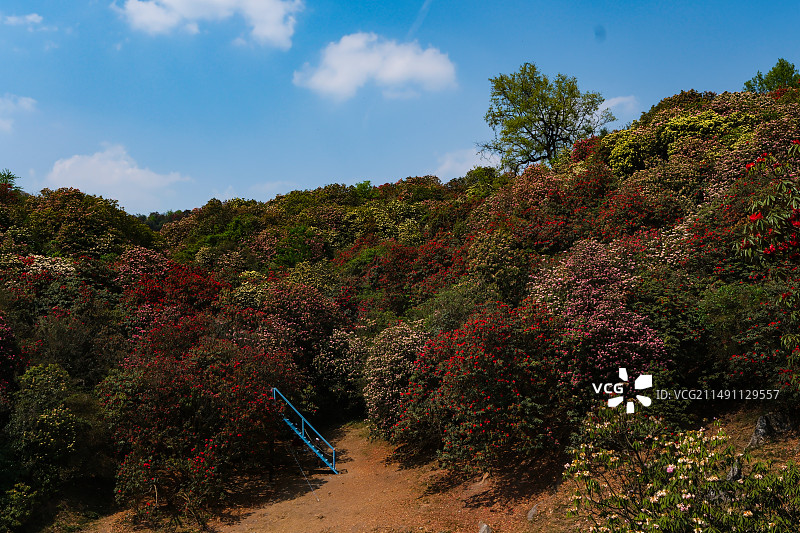 百里杜鹃景区，地球彩带，国家五A级景区，中国贵州毕节大方百里杜鹃景区，杜鹃花海，百里杜鹃金坡景区图片素材