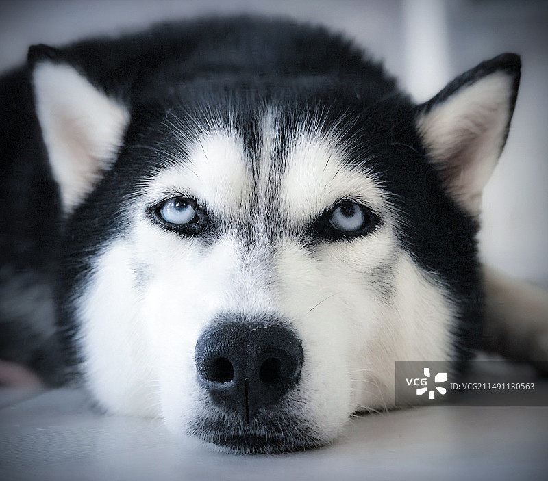 家有二哈欢乐多图片素材