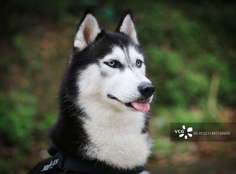 家有二哈欢乐多图片素材