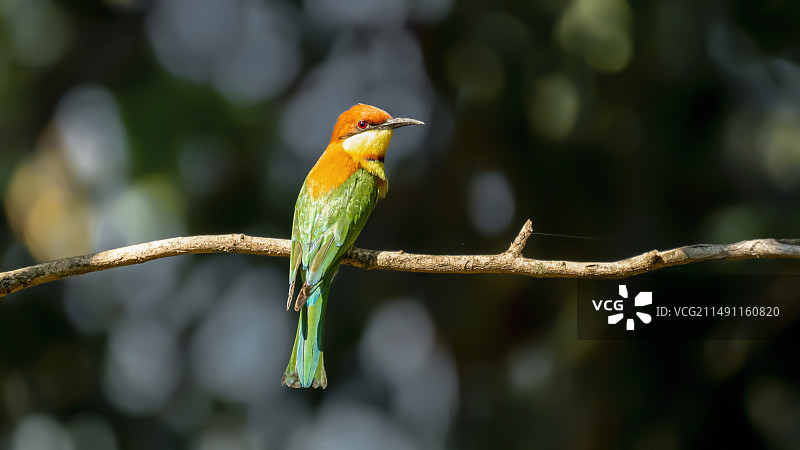 栗头蜂虎图片素材