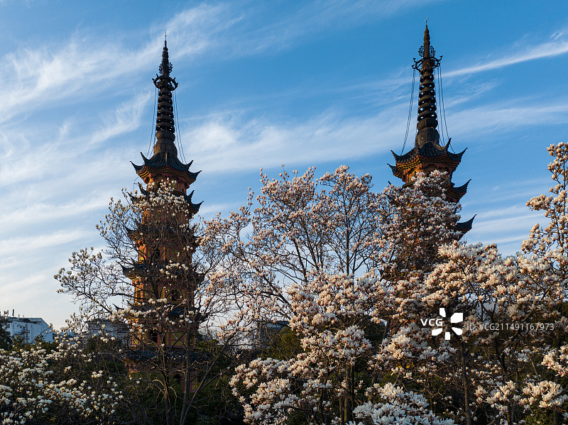 双塔玉兰图片素材