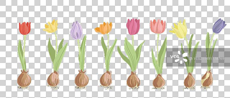 野花郁金香绘画图片素材