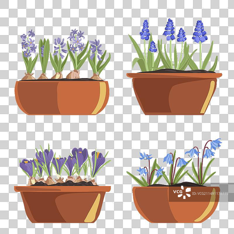 野生风信子花卉绘画图片素材