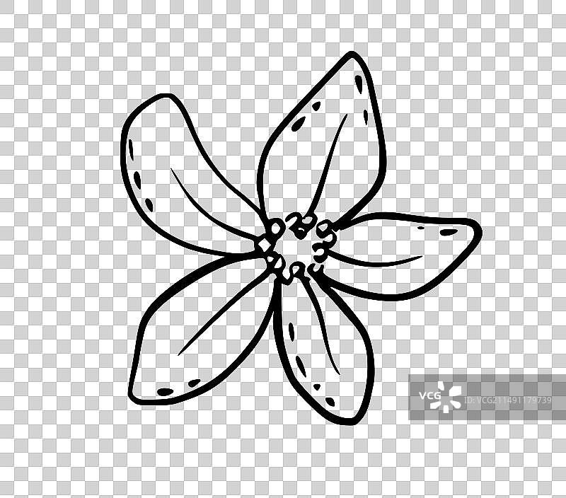 手绘柠檬花轮廓草图图片素材