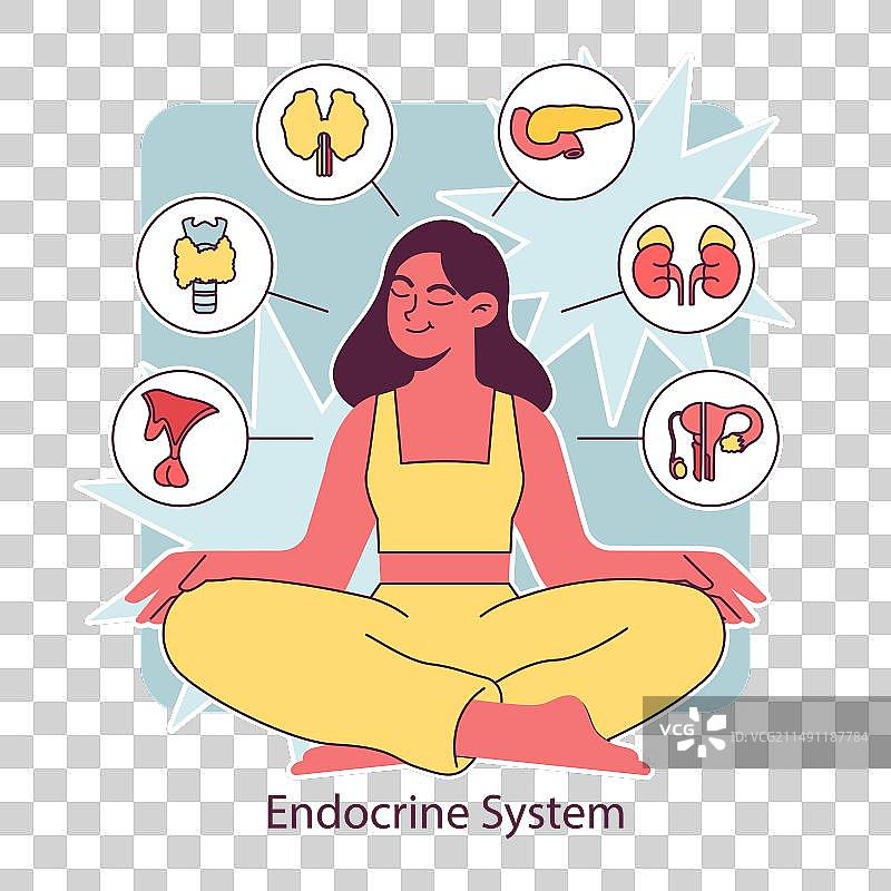 内分泌系统器官人体腺体功能图片素材