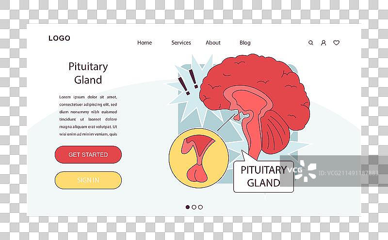 人体内分泌系统垂体解剖图片素材
