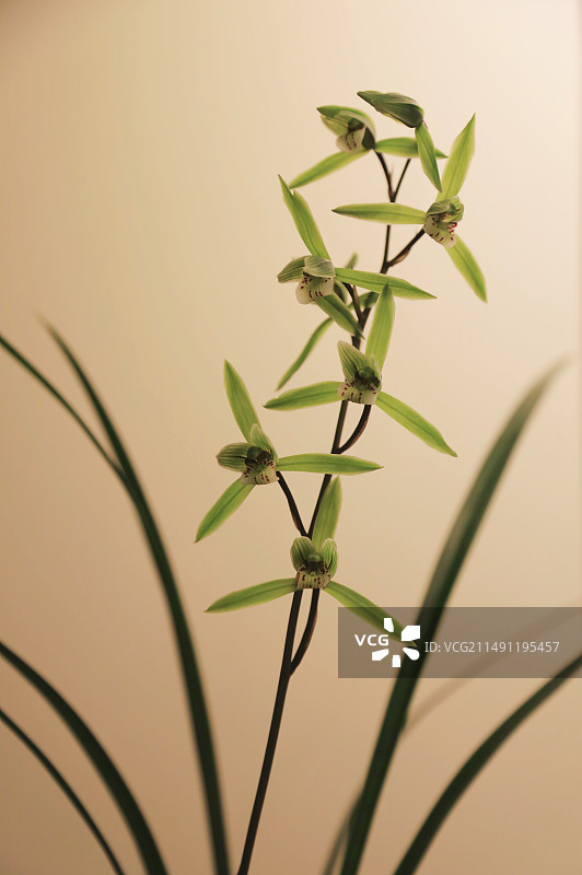 一支兰花图片素材