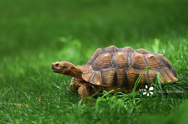 云南动物园里的陆龟图片素材