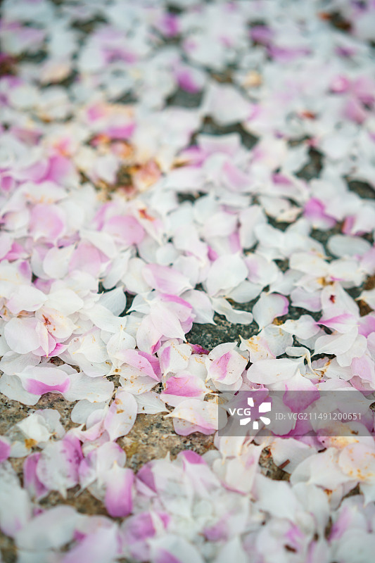 四月桃花开图片素材