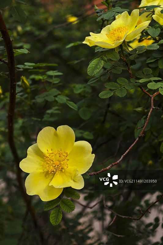 黄刺玫，爱的告白。图片素材