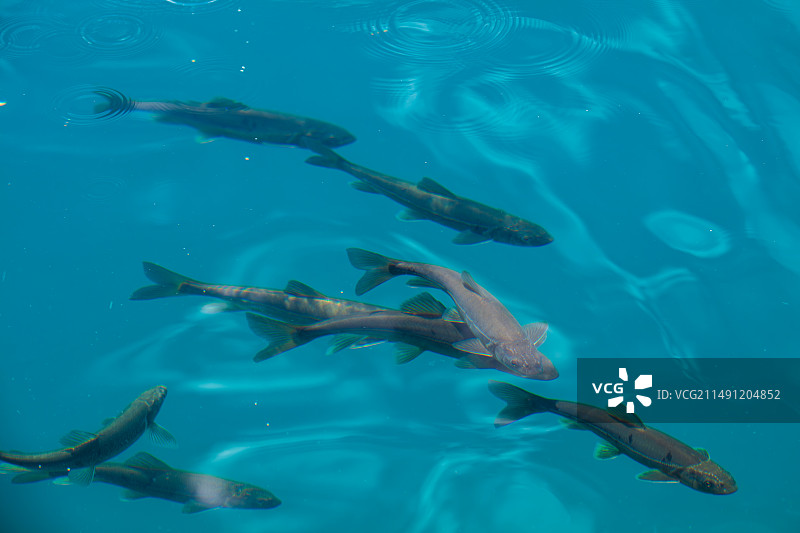 西藏林芝巴松措清澈的蓝绿色湖水，波光粼粼，一群冷水鱼正在游动觅食图片素材