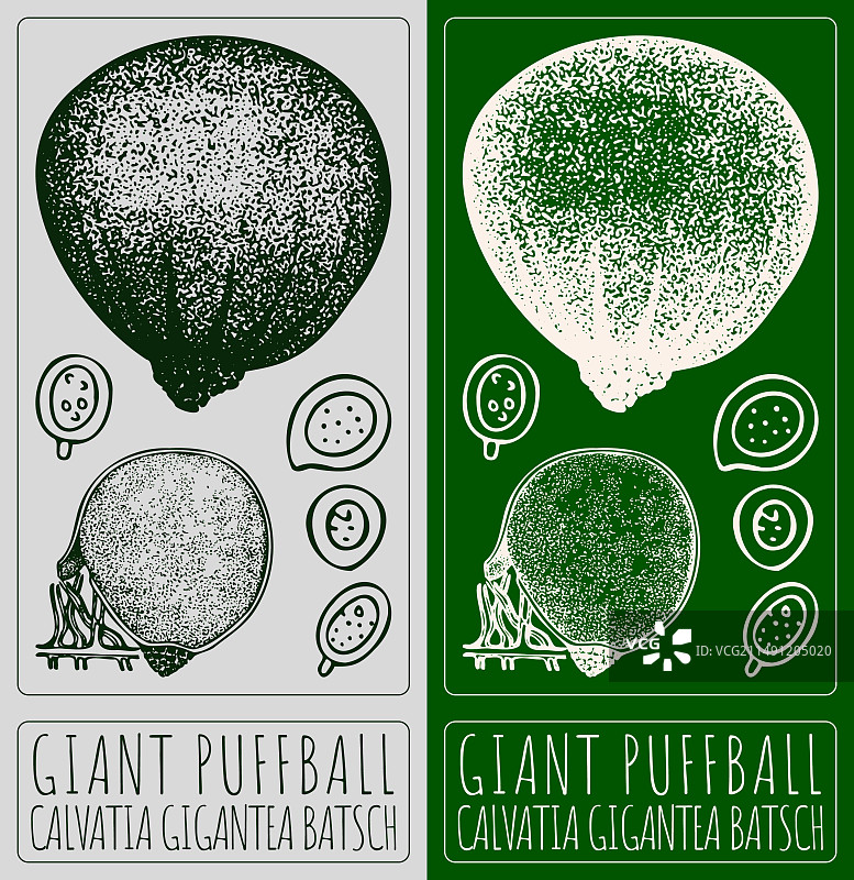 手绘风格的巨大马勃菌图片素材
