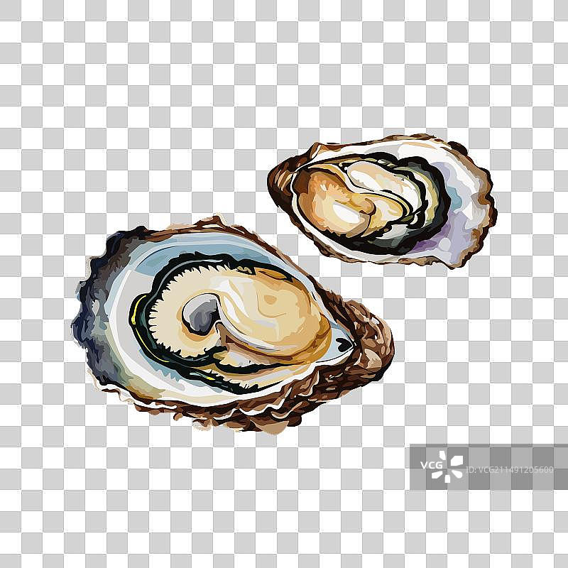 牡蛎图片素材
