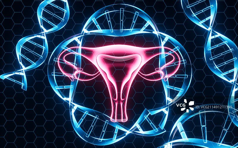 女性子宫模型解剖图3D渲染图片素材