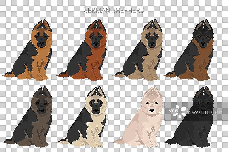不同毛色的德国牧羊犬幼犬图片素材