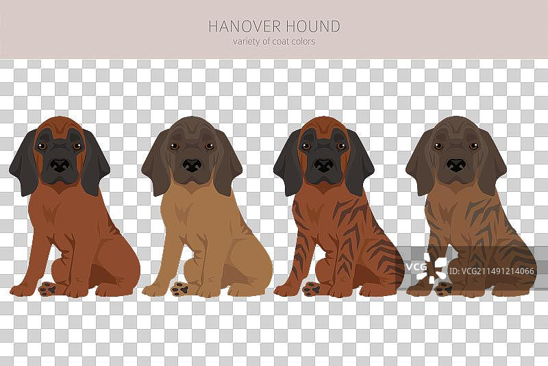 汉诺威猎犬幼犬剪贴画不同姿势图片素材