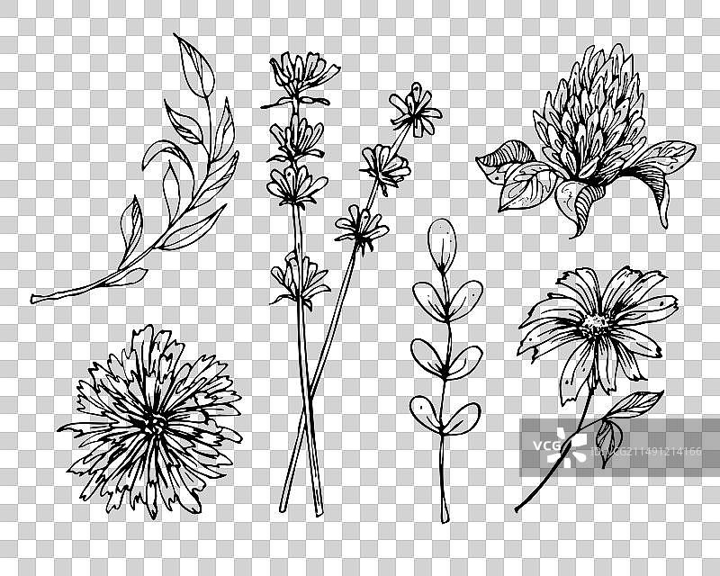 野花和草地花卉合集图片素材