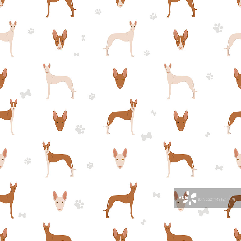 伊比赞猎犬无缝图案图片素材