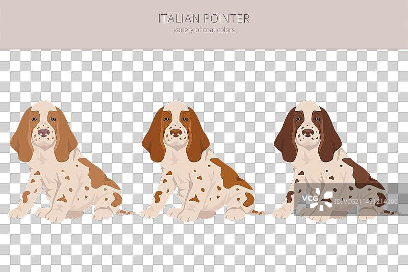 意大利指示犬小狗剪贴画不同姿势图片素材