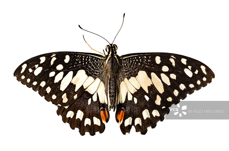 一直蝴蝶图片素材