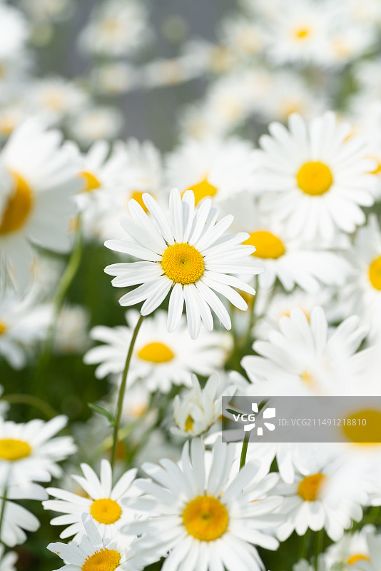 小雏菊图片素材