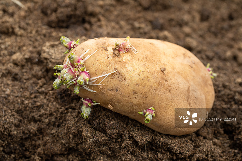 发芽的土豆图片素材