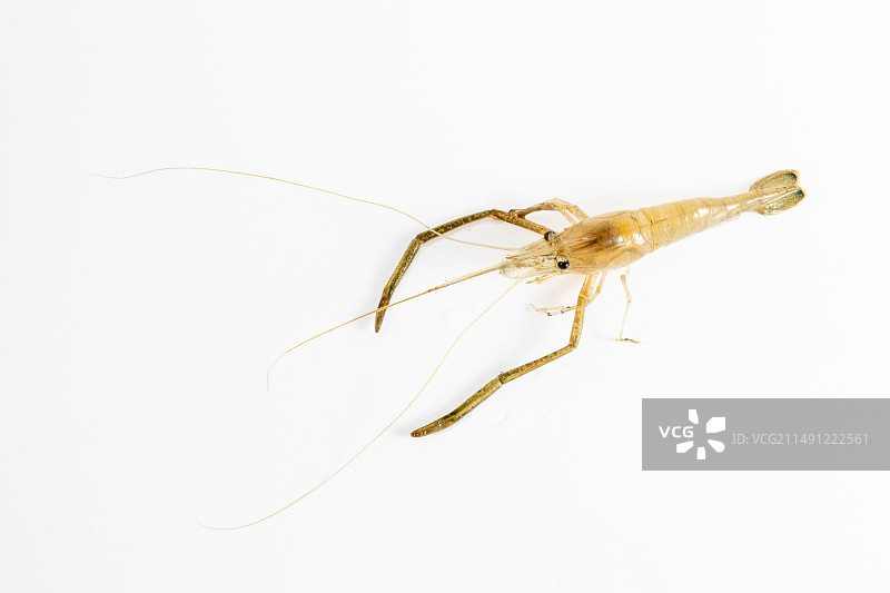 白背景上的河虾图片素材