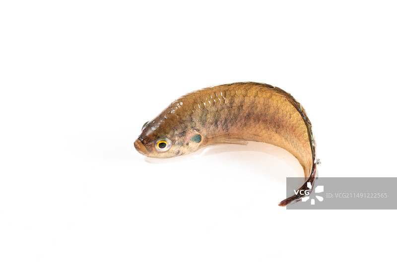 白色背景上的叉尾斗鱼图片素材