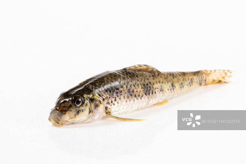 白色背景上的棒花鱼图片素材