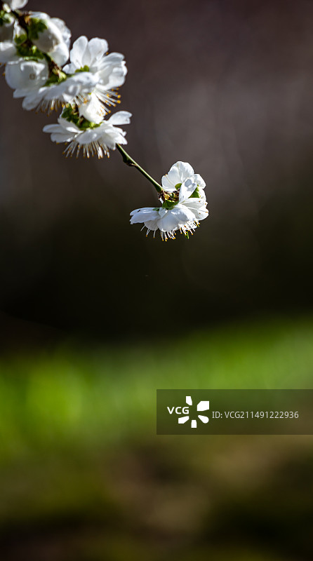 春到玉渊潭樱花开.北京玉渊潭公园蓝天下的樱花北京广播电视塔中堤桥春色风光图片素材