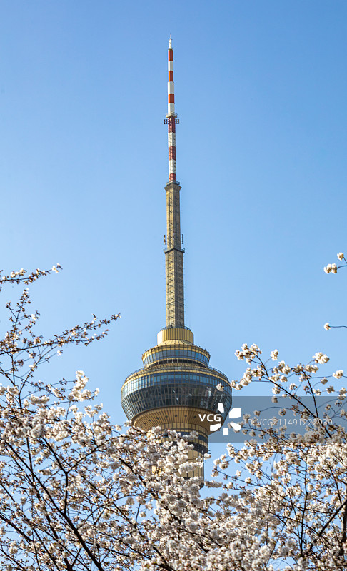 春到玉渊潭樱花开.北京玉渊潭公园蓝天下的樱花北京广播电视塔中堤桥春色风光图片素材