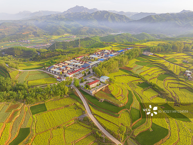 南太行王屋山区制种白菜花盛开，黄色白菜花，白色萝卜花与麦田、山村构成一幅春日和美乡村画卷图片素材