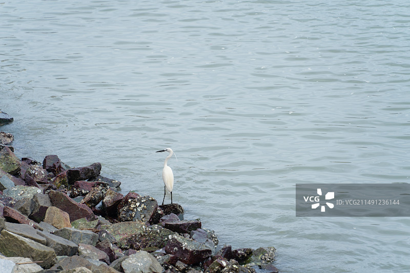 惠州市惠东县碧桂园十里银滩海滩，大海海水，栖息在岩石上的苍鹭特写镜头图片素材
