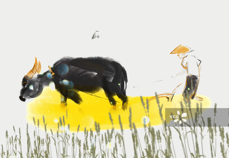 在春天的季节里山乡春农民耕牛耕地播种图片素材