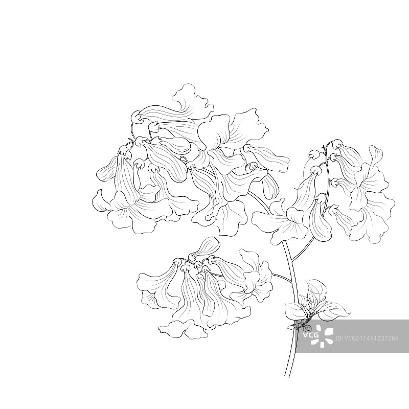 手绘桐花线描插画二十四节气清明图片素材