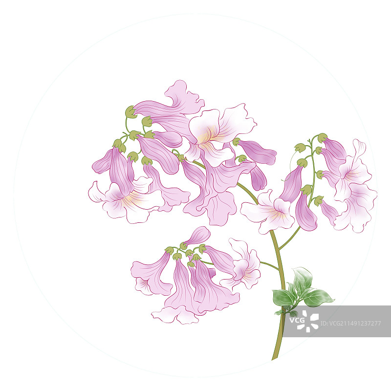 手绘桐花水彩插画二十四节气清明图片素材