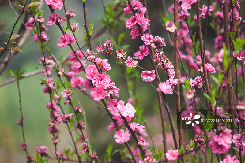 春天红色的花朵图片素材