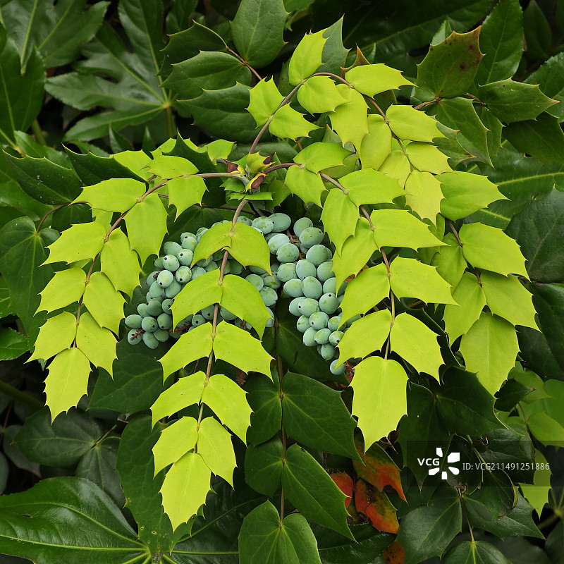 十大功劳图片素材