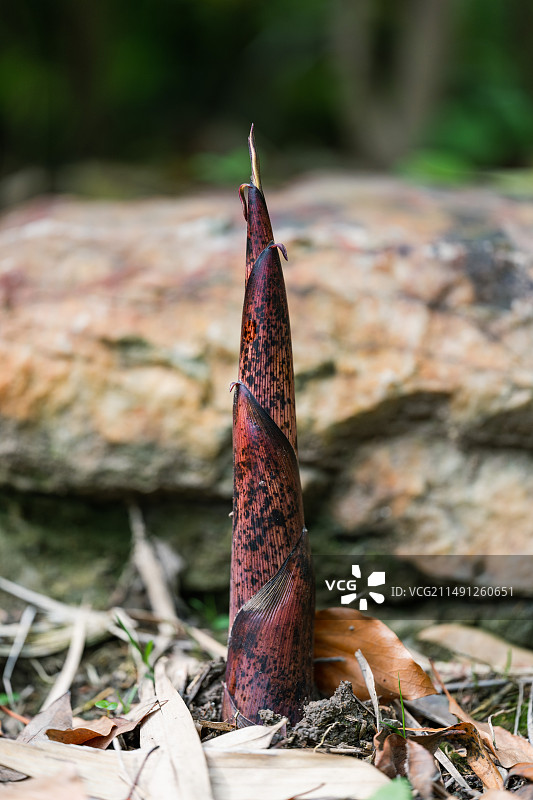 上海植物园的竹笋图片素材